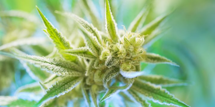 Got Gut Troubles? Research Suggests CBD May Help