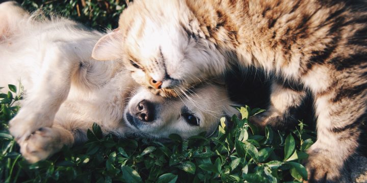 CBD for Pets: How to Safely Use Cannabidiol for Dogs and Cats