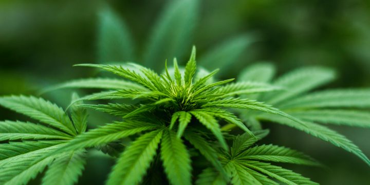 Prohibition, Politics, and Profit: The Truth About Cannabis and Why Government Wants to Control It