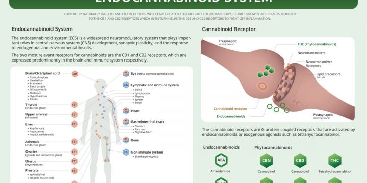 Everything You Need to Know About the Endocannabinoid System